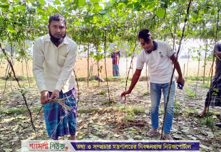 ঝিনাইগাতীতে রাতের আধারে সবজি (শিম) বাগান কেটে দিলো দুস্কৃতিকারীরা