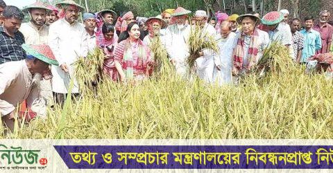 ইসলামপুরে অসহায় কৃষকের ধান কেটে দিলেন প্রতিমন্ত্রী-এমপি