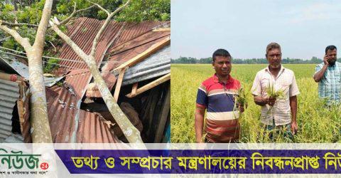 নালিতাবাড়ীতে কালবৈশাখী ঝড়ে ফসলের ক্ষতি