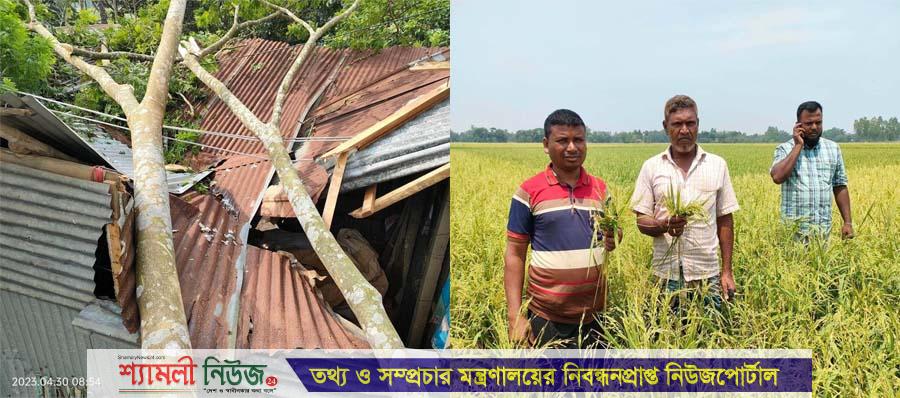 নালিতাবাড়ীতে কালবৈশাখী ঝড়ে ফসলের ক্ষতি
