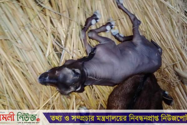 শেরপুরে ছাগলের পেট থেকে বাছুরের জন্ম!
