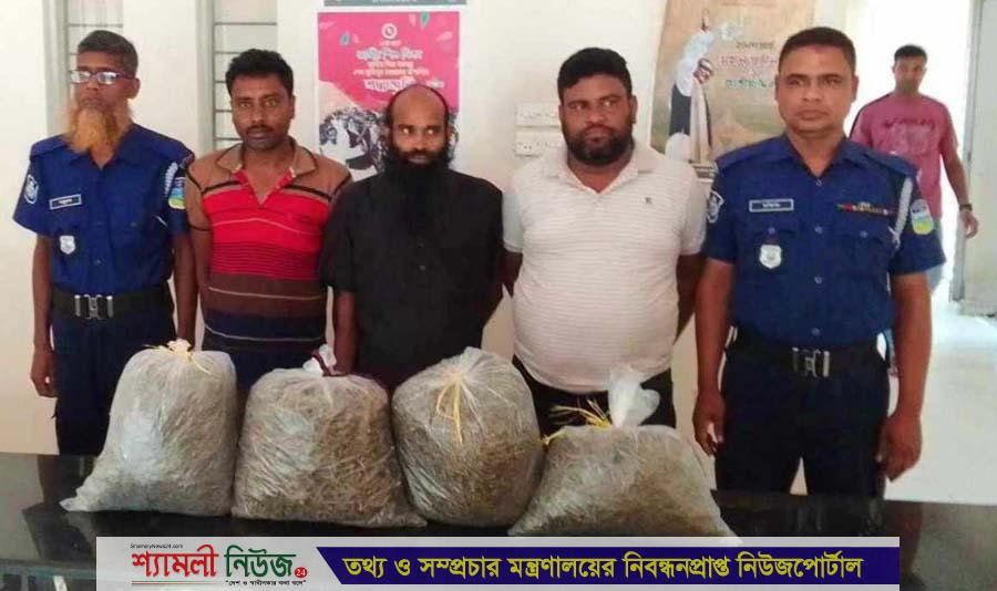 মেলান্দহে ১১ কেজি গাঁজাসহ ৩ মাদক কারবারি গ্রেপ্তার