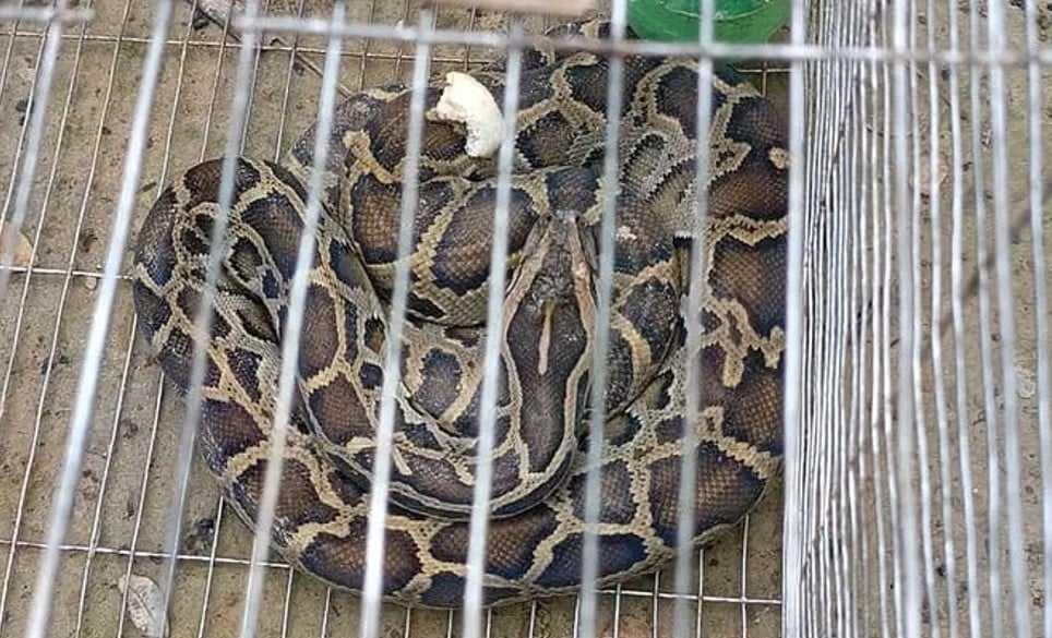 নালিতাবাড়ীতে এবার মাছ ধরার ফাঁদে ধরা পড়লো অজগর, ইকোপার্কে অবমুক্ত