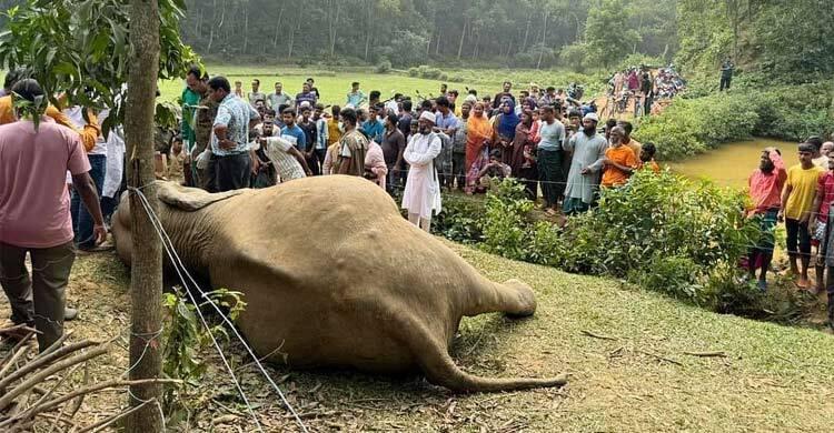 নালিতাবাড়ীতে বিদ্যুৎস্পৃষ্ট হয়ে হাতির মৃত্যু, ক্ষিপ্ত হয়ে অন্য হাতিদের তাণ্ডব