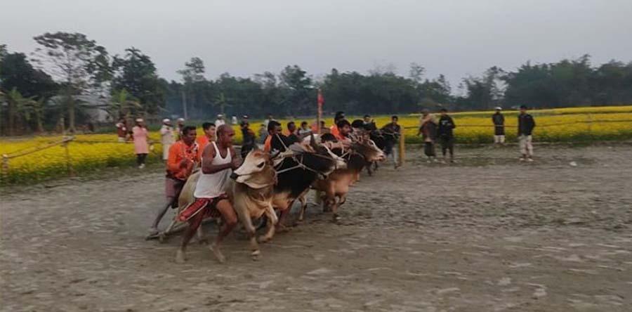 শেরপুরে গ্রাম বাংলার ঐতিহ্যবাহী গরুর মই দৌঁড় খেলা অনুষ্ঠিত