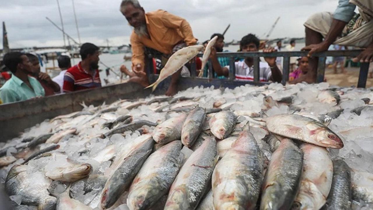 প্রবাসীদের জন্য সৌদি আরব-ইউএইতে রপ্তানি হবে ১১ হাজার টন ইলিশ