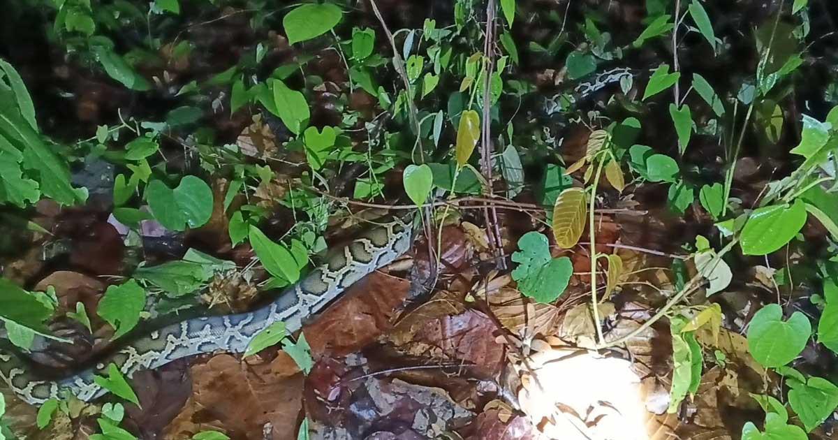 ঝিনাইগাতীতে ধানখেতে বার্মিজ প্রজাতির অজগর