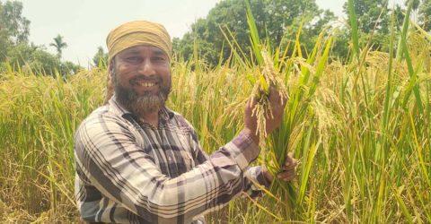নকলায় ধানের শীষে দোল খাচ্ছে কৃষকের সোনালী স্বপ্ন