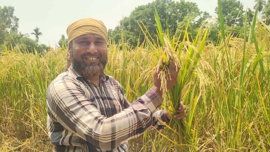 নকলায় ধানের শীষে দোল খাচ্ছে কৃষকের সোনালী স্বপ্ন