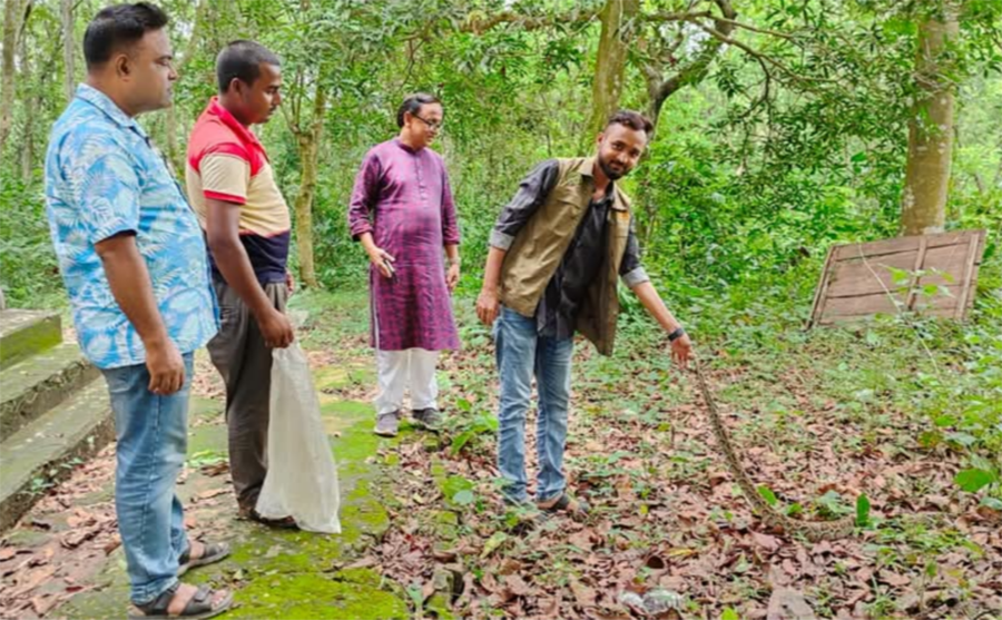 নালিতাবাড়ীতে ধান খেত থেকে অজগর উদ্ধার, বনে অবমুক্ত