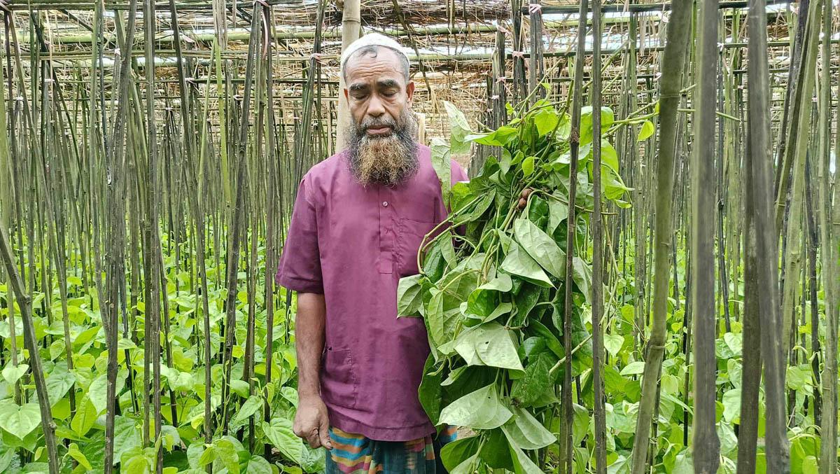 নালিতাবাড়ীতে পানের বরজ কেটে ফেলেছে দুর্বৃত্তরা, চাষির মাথায় হাত