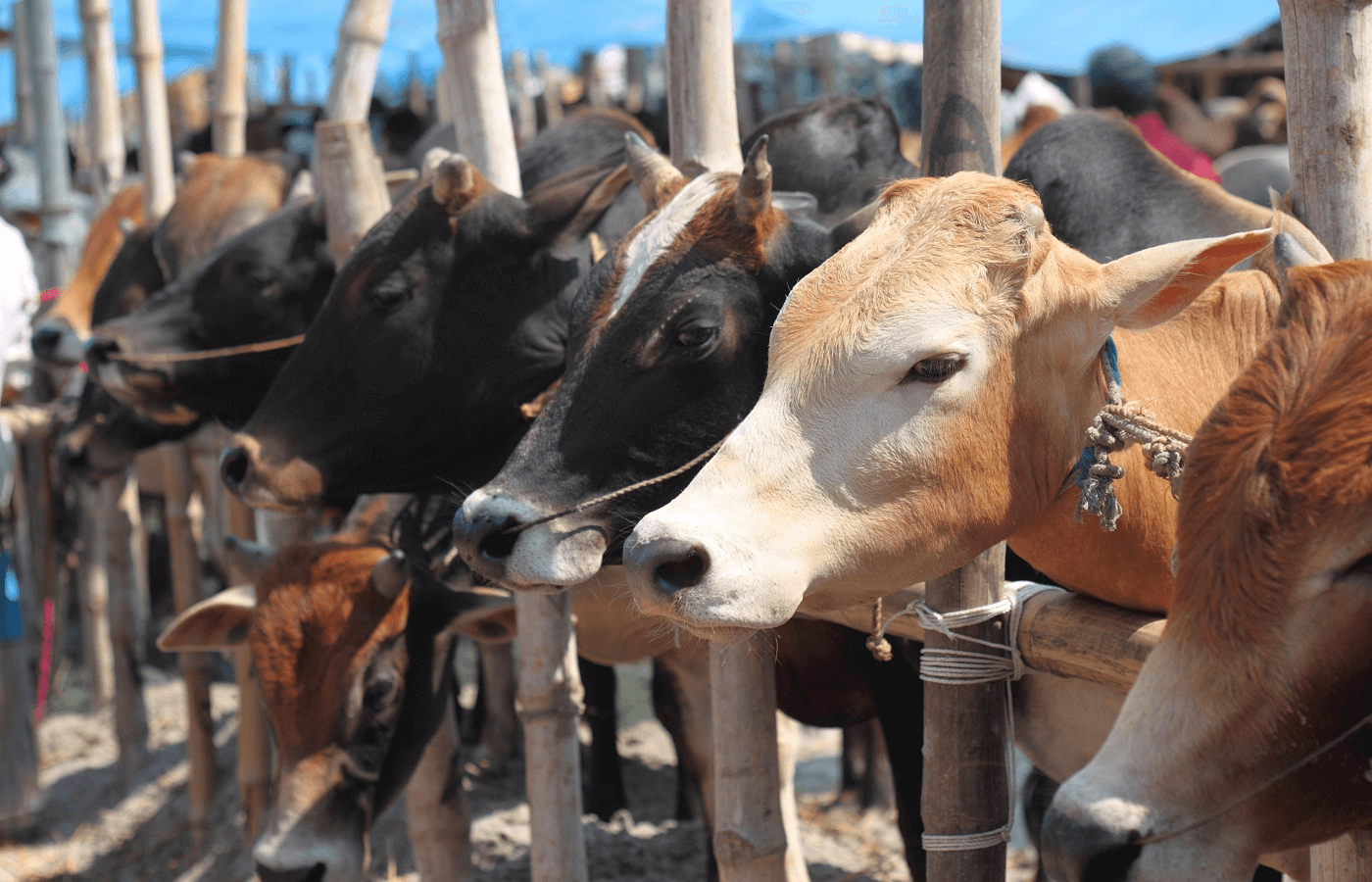 কোরবানি শেষে ১২ ঘণ্টার মধ্যে বর্জ্য অপসারণ