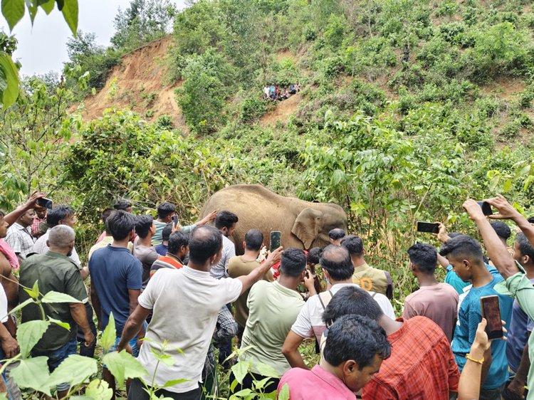 নালিতাবাড়ীতে বল্লমের আঘাতে অসুস্থ বন্য হাতিকে চিকিৎসা দিল বন বিভাগ
