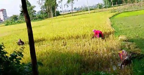 নালিতাবাড়ীতে আসামী পক্ষের পাকা ধান কেটে নিল বাদীপক্ষ