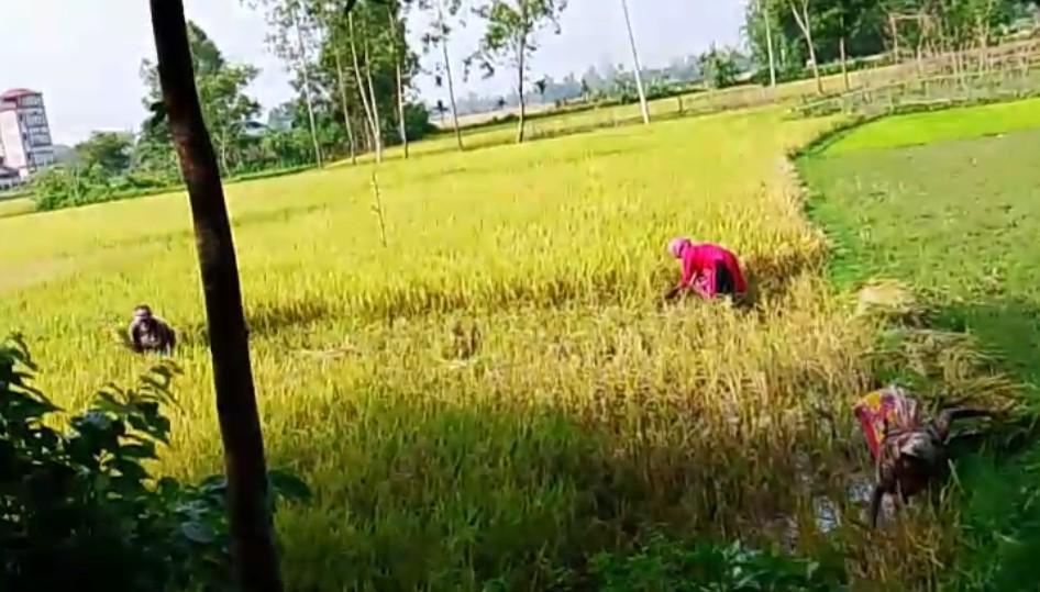 নালিতাবাড়ীতে আসামী পক্ষের পাকা ধান কেটে নিল বাদীপক্ষ