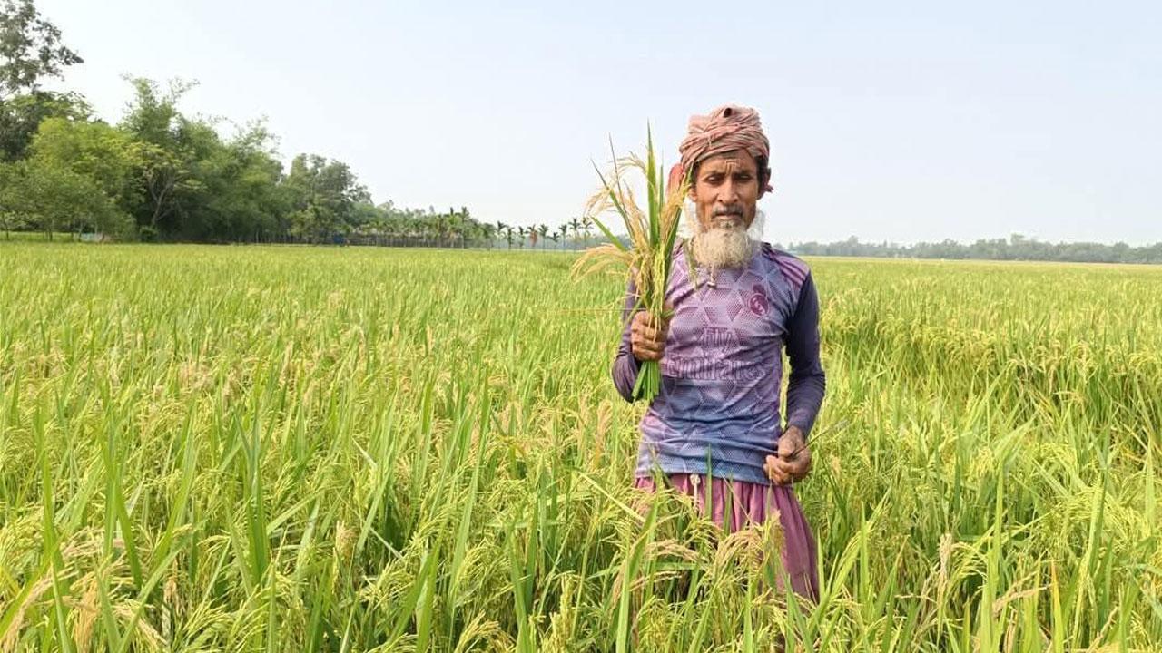 নালিতাবাড়ীতে বোরো ধানে মরা শীষ নিয়ে দুশ্চিন্তায় কৃষক