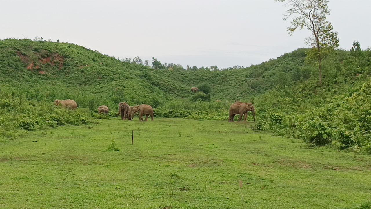 ঝিনাইগাতীর গারো পাহাড়ে বন্য হাতির আক্রমণে নিহত ২