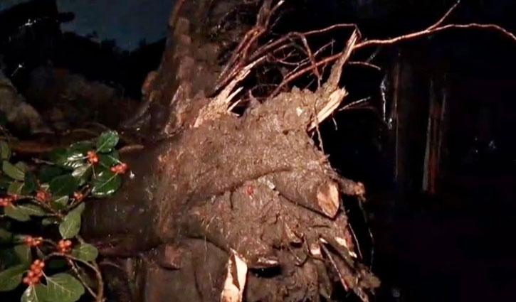 ময়মনসিংহে ঝড়ে গাছের ডাল ভেঙে দুজনের মৃত্যু