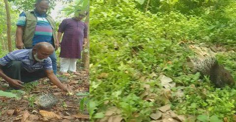 লোকালয় থেকে সজারু উদ্ধার, নালিতাবাড়ীর মধুটিলা ইকোপার্ক বনে অবমুক্ত