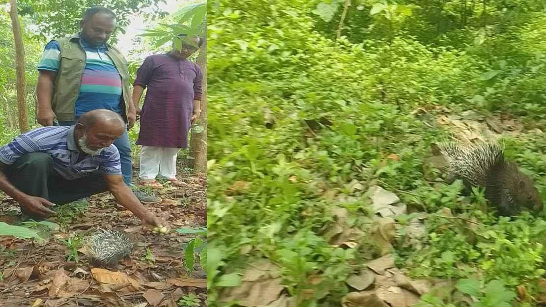 লোকালয় থেকে সজারু উদ্ধার, নালিতাবাড়ীর মধুটিলা ইকোপার্ক বনে অবমুক্ত