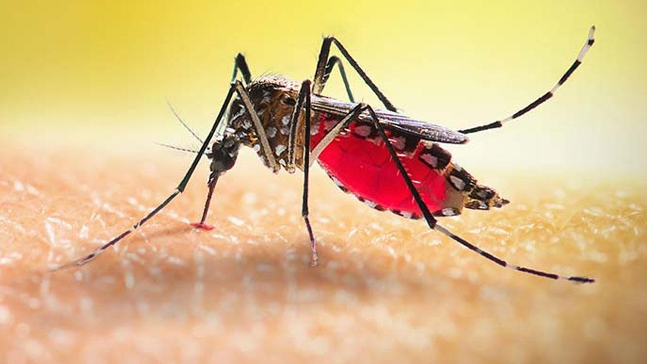 ডেঙ্গুতে একজনের মৃত্যু, নতুন আক্রান্ত ৩৫২ জন
