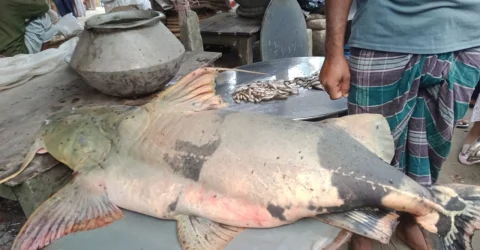 ফরিদপুরে জেলের বড়শিতে ধরা পড়ল ৪২ কেজির বাগাড়