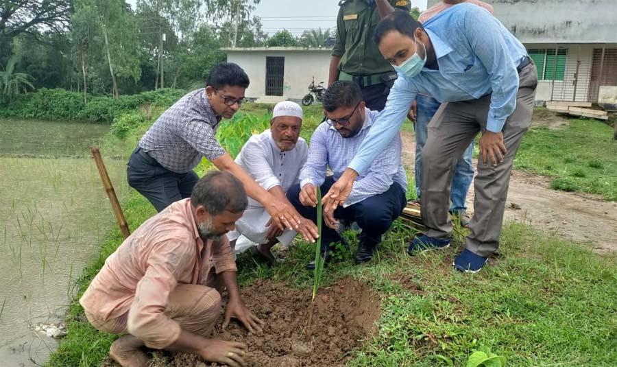 শ্রীবরদী উপজেলা স্টেডিয়ামে তালের চারা রোপন