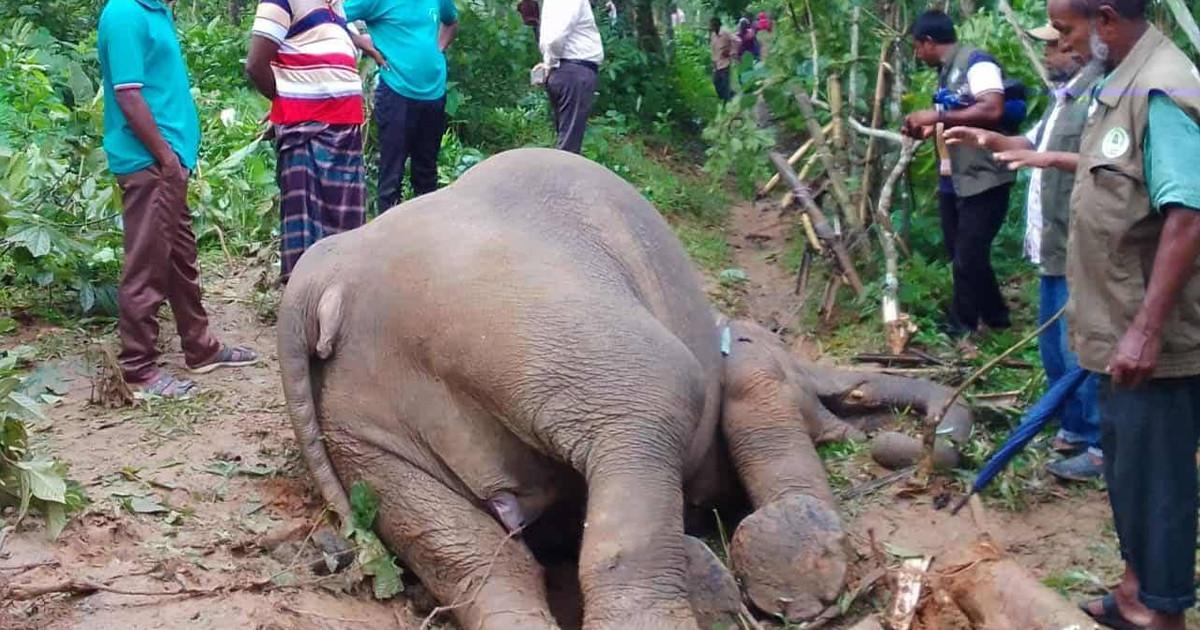নালিতাবাড়ী সীমান্তে ফের বন্যহাতির মরদেহ উদ্ধার