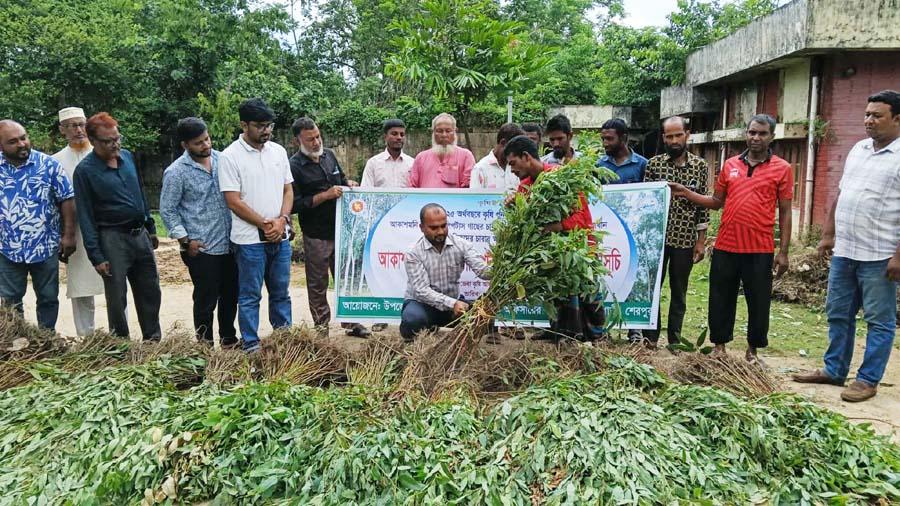 ঝিনাইগাতীতে ইউক্যালিপটাস ও আকাশমনি গাছের চারা ধ্বংসকরণ কর্মসূচি উদ্বোধন