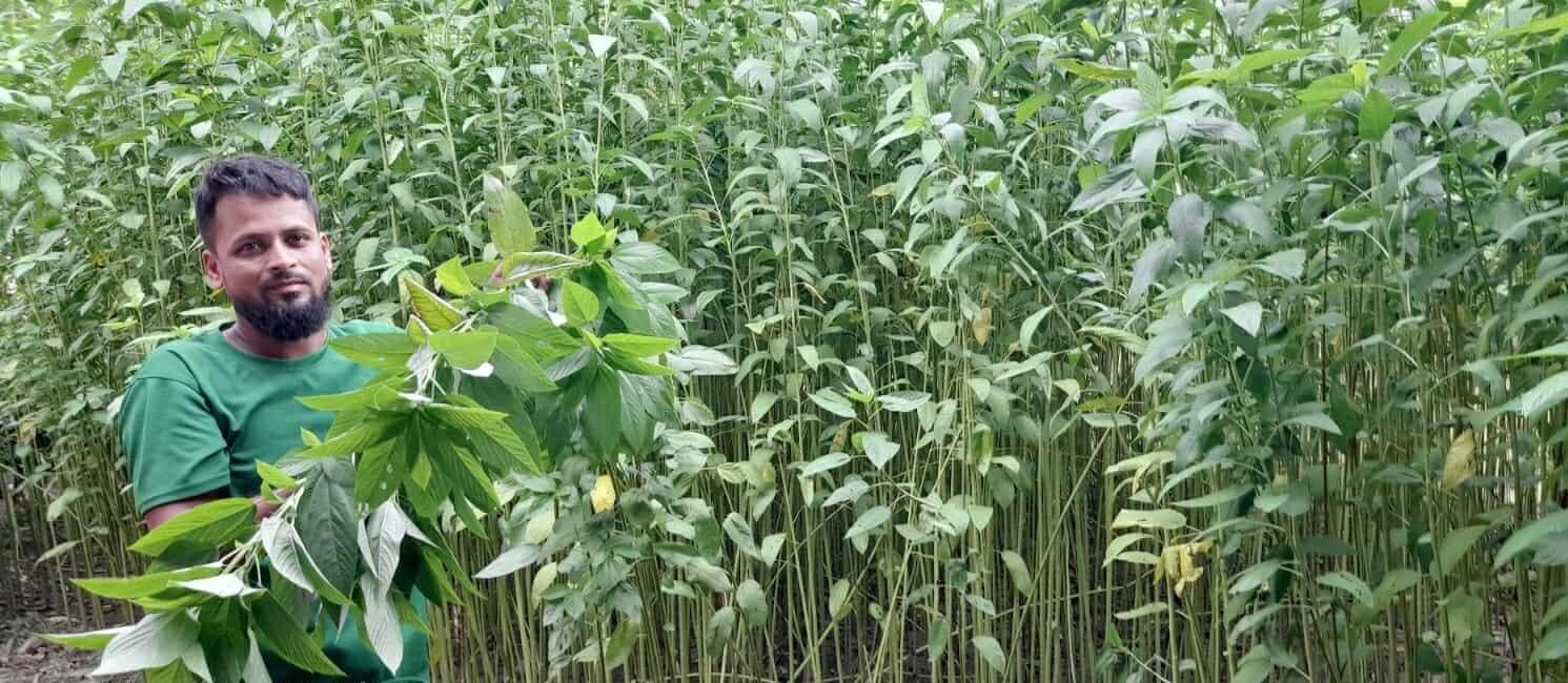 নকলায় পাটের বাম্পার ফলনের সম্ভাবনা, জাগ নিয়ে শঙ্কা