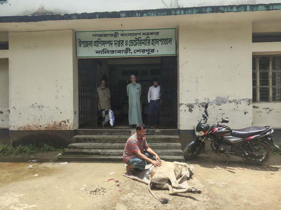 নালিতাবাড়ীতে সময় মতো চিকিৎসক না আসায় গরুর মৃত্যু