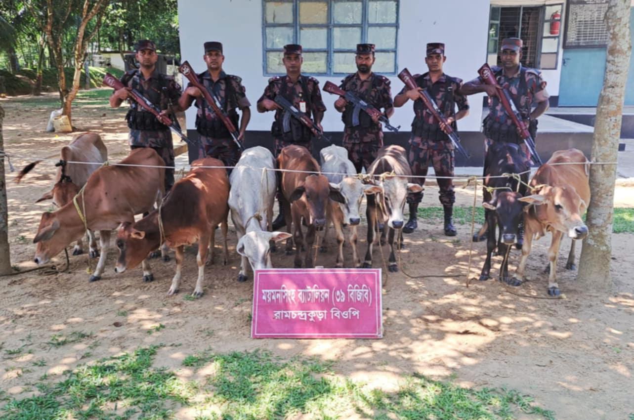 নালিতাবাড়ীতে ৯টি গরুসহ সাড়ে ১৩ লাখ টাকা মূল্যের ভারতীয় পণ্য জব্দ