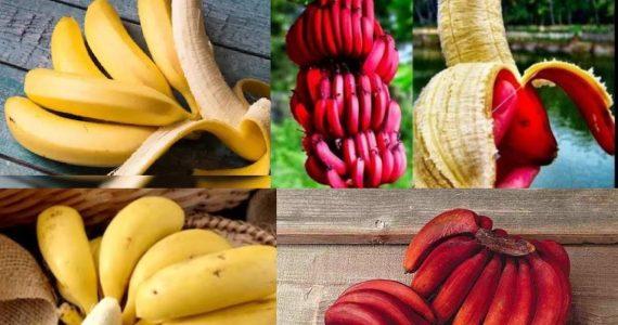 লাল না হলুদ, কোন কলা উপকারী, জানালেন স্বাস্থ্য বিশেষজ্ঞরা