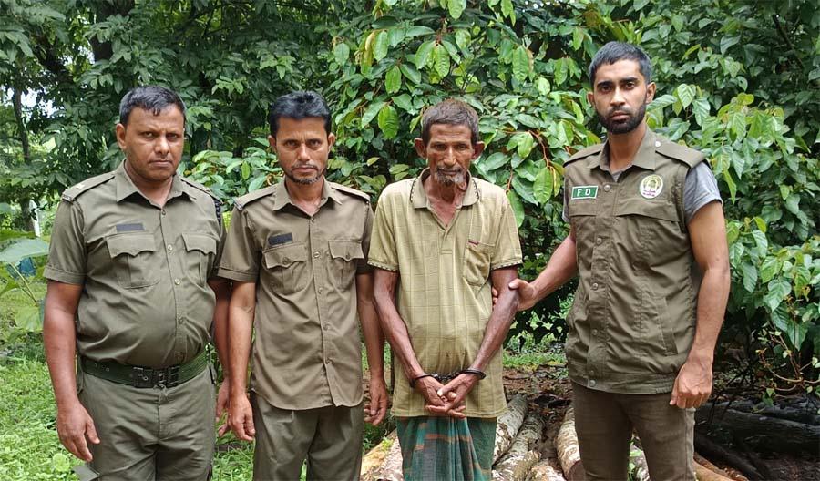 শ্রীবরদী সীমান্তে বন বিভাগের অভিযানে বনের গাছ চোর দলের এক সদস্য আটক
