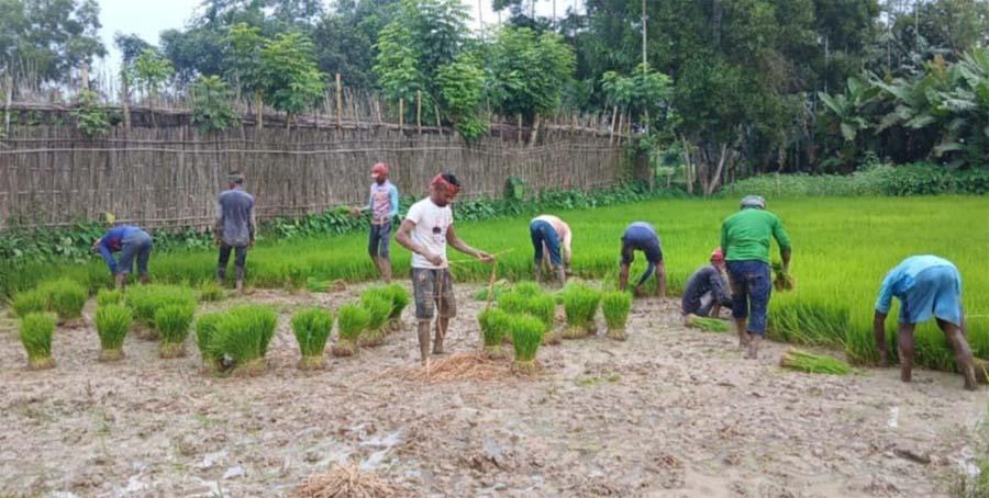 নকলায় আমন ধানের ক্ষেতে ব্যস্ত সময় কাটাচ্ছেন কৃষকরা